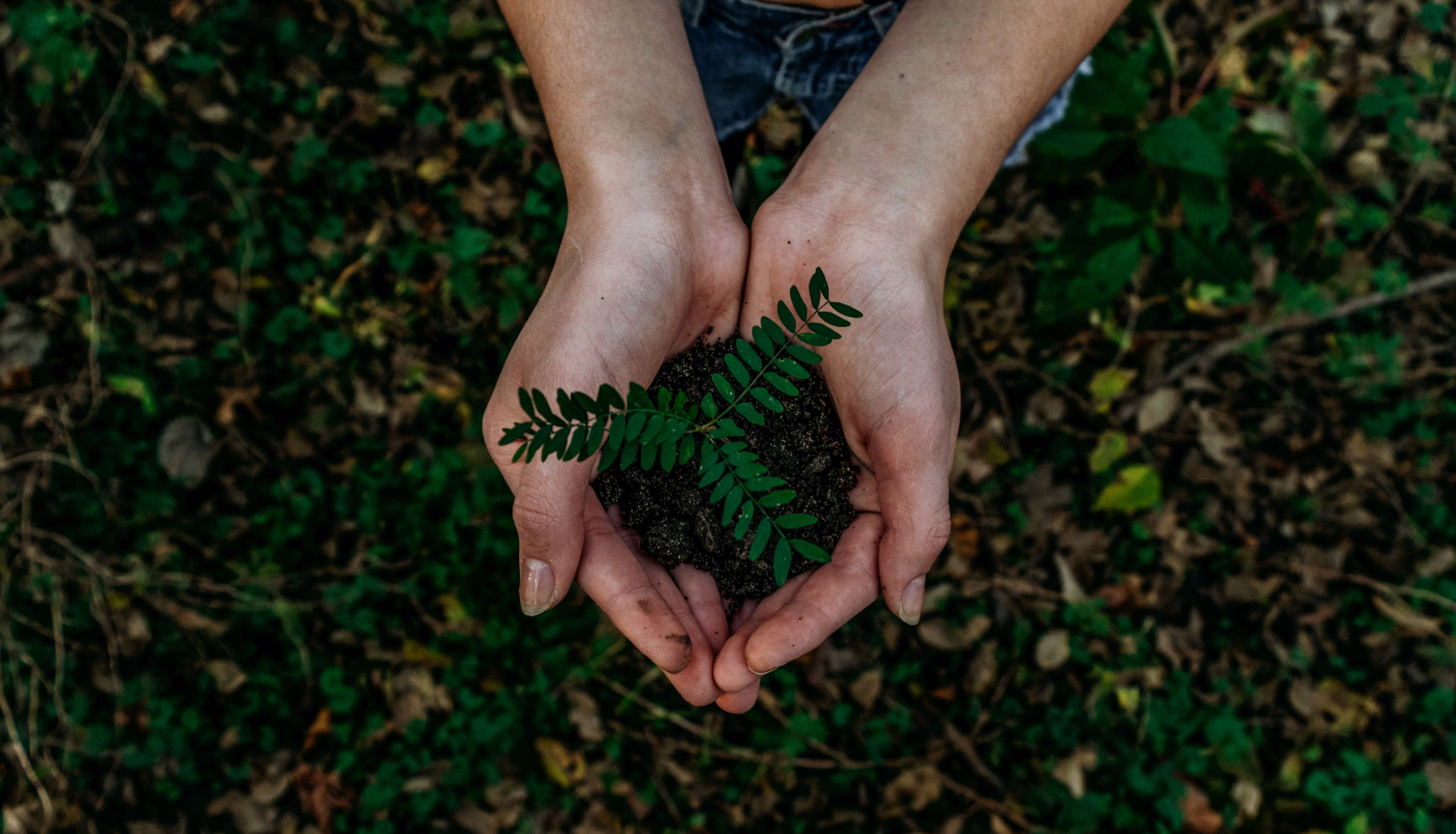 Sustainable Earth